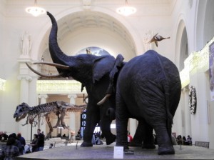 Josiane Keller - Field Museum entrance hall