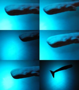 Josiane Keller - EUREKA whale test pics