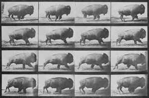 Eadweard Muybridge - Buffalo Running 1883