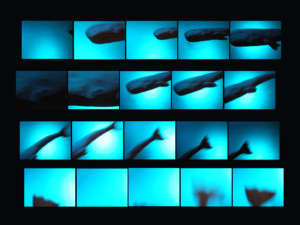 Josiane Keller - contact sheet diving sperm whale #5