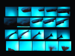 Josiane Keller - contact sheet diving sperm whale #6