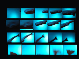 Josiane Keller - contact sheet diving sperm whale #7